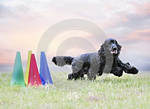 obedience training with a cocker