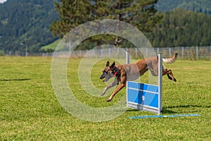 Obedience training of a dog in a green lawn