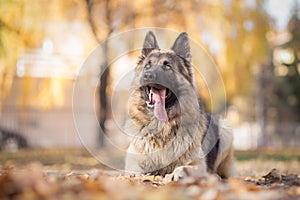 Obedience training with German shepherd