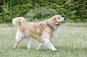 obedience training with a golden retriever