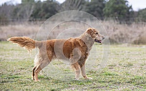 obedience training with a golden retriever