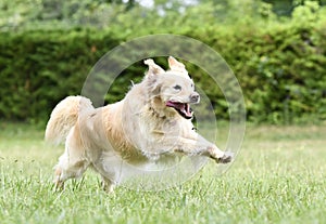 obedience training with a golden retriever