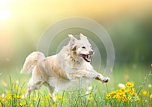 obedience training with a golden retriever