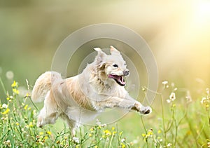 obedience training with a golden retriever