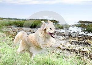 obedience training with a golden retriever