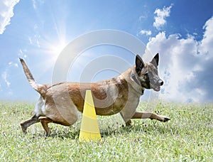 obedience training with a malinois