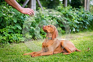 Obedience training. Man training his vizsla puppy the Lie Down Command using ball as positive reinforcement.