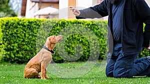 Obedience training. Man training his vizsla puppy the Sit Command using treats.