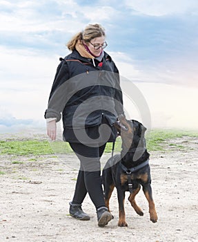 obedience training with a rottweiler