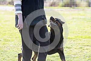 obedience training with a rottweiler