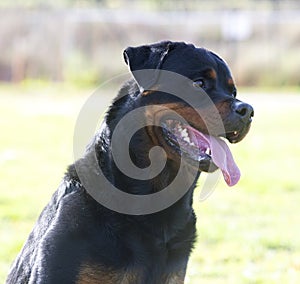 obedience training with a rottweiler