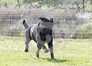 obedience training with a rottweiler