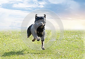 obedience training with a rottweiler