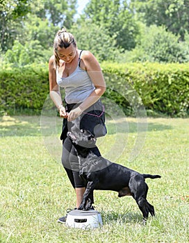 obedience training with a staffie