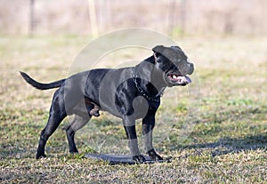 obedience training with a staffie