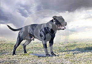 obedience training with a staffie