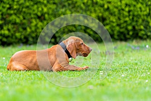 Obedience training. Vizsla puppy learning the Lie down Command. Cute Hungarian Vizsla puppy laying down on lawn.