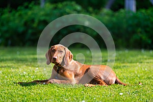 Obedience training. Vizsla puppy learning the Lie down Command. Cute Hungarian Vizsla puppy laying down on lawn.