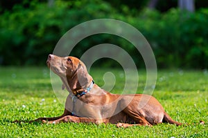 Obedience training. Vizsla puppy learning the Lie down Command. Cute Hungarian Vizsla puppy laying down on lawn.