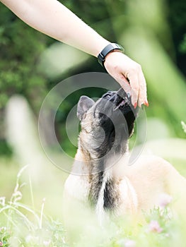 Obedient Belgian shepherd malinois dog getting it`s treat from a