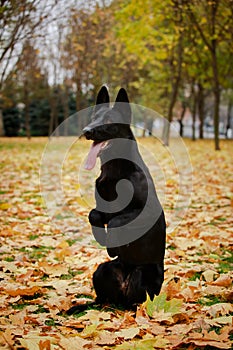 Obedient black german shepherd dog standing on its hind legs on yellow fallen leaves in a park in autumn.
