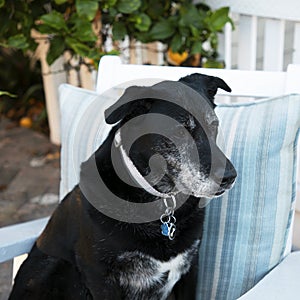 Obedient black lab male dog sitting on a chair outside in the front yard