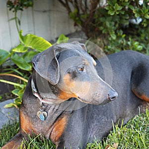 Obedient blue doberman female dog sitting outside in the front yard