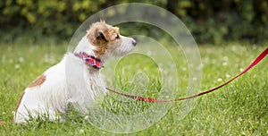 Obedient cute smart jack russell terrier dog sitting in the grass on a red leash