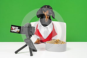 Obedient dachshund blogger dog in red jacket sits at table in front of professional camera with microphone and creates