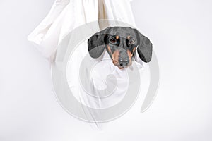 Obedient dachshund dog was wrapped in sheet and hung up, its head sticking out, white background, copy space. Eco