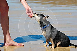 Obedient dog photo