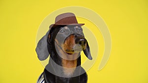Obedient dog fulfills all the trainer`s commands and poses in a hat on a yellow background