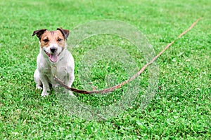 Obedient dog and long-line training leash on green grass background