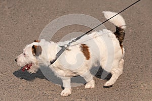 Obedient dog and long-line training leash on green grass background