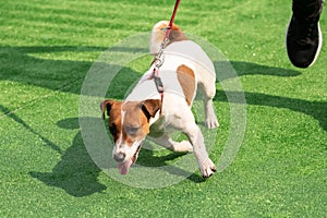 Obedient dog and long-line training leash on green grass background