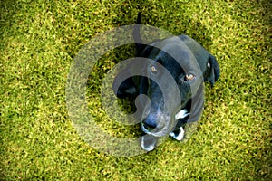 Obedient dog looking up