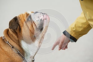 Obedient dog portrait Bulldog photo