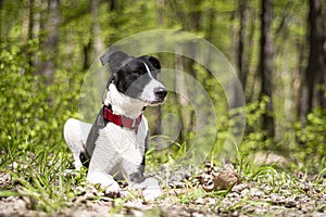 Obedient dog posing in a woodland