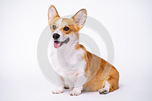Obedient dog puppy breed welsh corgi pembroke sit on a white background. not isolate