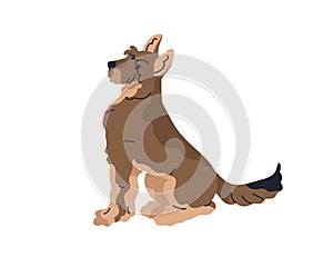 Obedient dog sitting. Cute puppy profile. Smart faithful canine animal, side view. Loyal trained doggy, companion pup of
