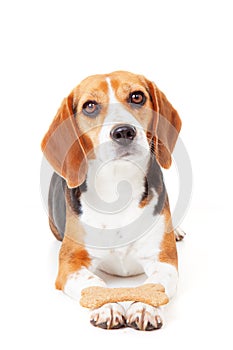 Obedient dog training