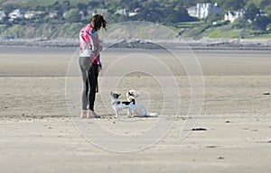 Obedient Dogs on the Beach with Woman