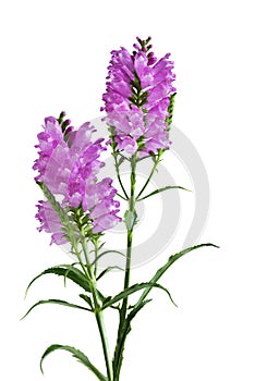 Obedient Flower Plant photo