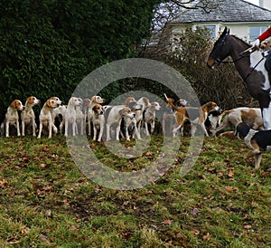 Obedient fox hounds sat waiting for their master