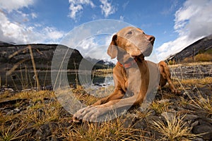 Obedient golden colour vizsla dog outdoors