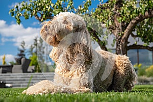 Obedient Goldendoodle Dog Relaxing in the Sun