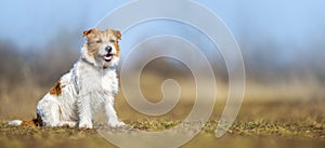 Obedient happy dog puppy sitting in the grass, pet training concept