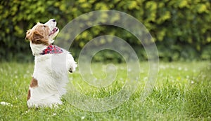 Obedient happy excited smiling pet dog begging in the grass