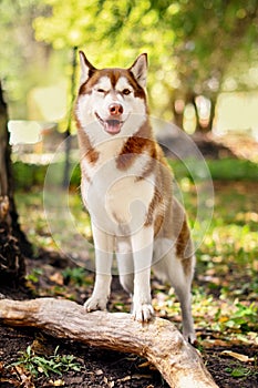 Obedient husky dog stands on the root of the tree and winks