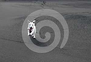 Obedient Jack Russell Terrier on the Beach